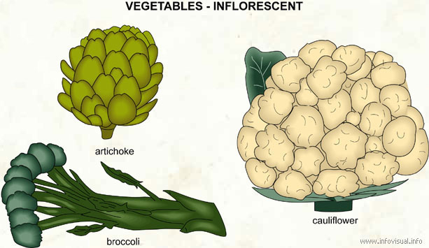 Inflorescent  (Visual Dictionary)
